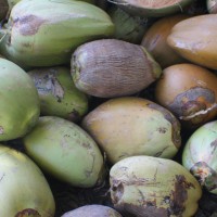 Cocos nucifera L.